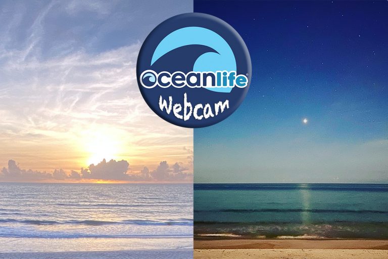 Ocean  Cam Ocean Life Foundation